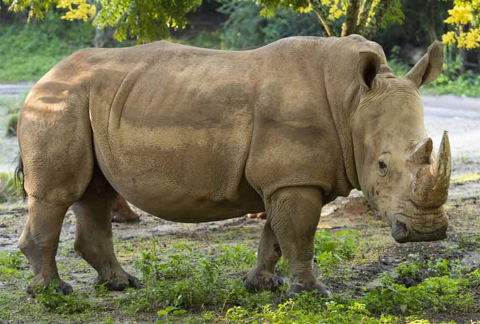 Disney’s Animal Kingdom expecting three baby rhinoceroses