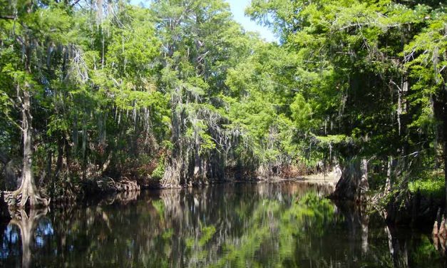 Osceola County to begin Shingle Creek vegetation and debris removal