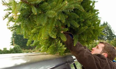 How to get your Christmas tree home safe and sound this year