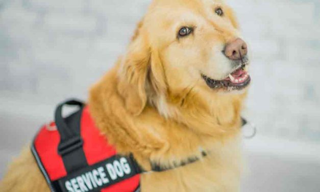Airlines crack down on emotional support animals, require federal form for certified service dogs