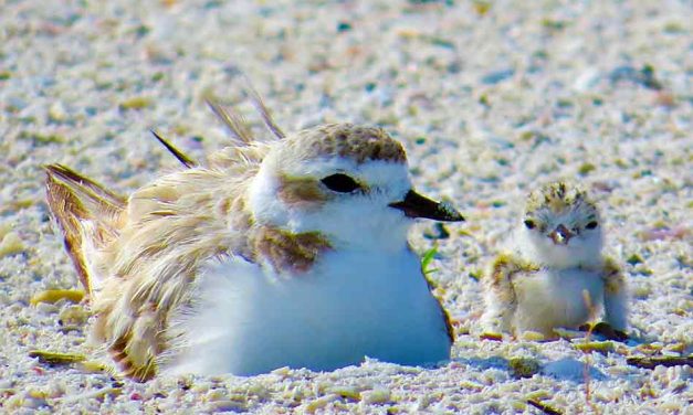 FWC: Five ways the community can help Florida’s nesting waterbirds