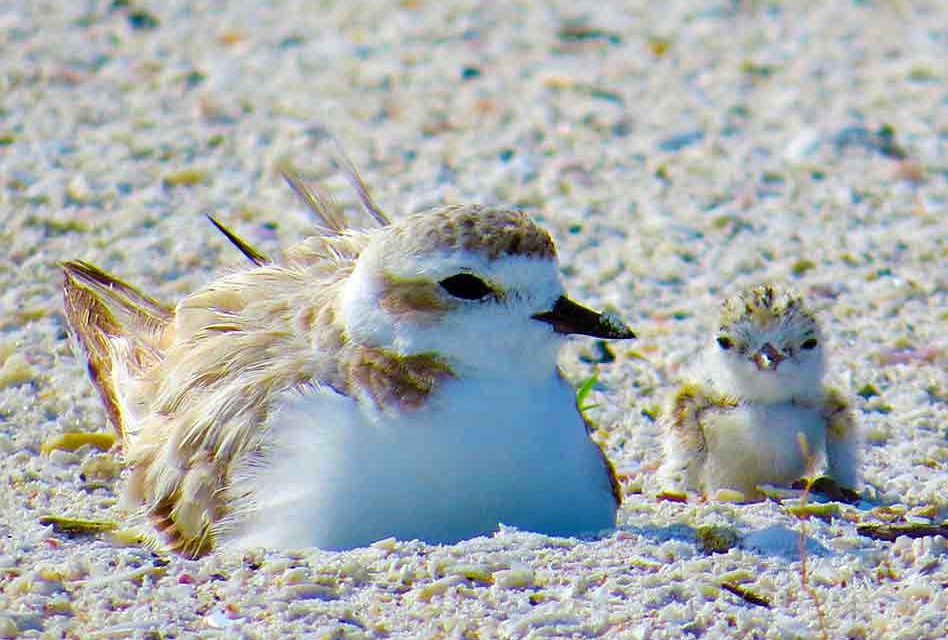 FWC: Five ways the community can help Florida’s nesting waterbirds