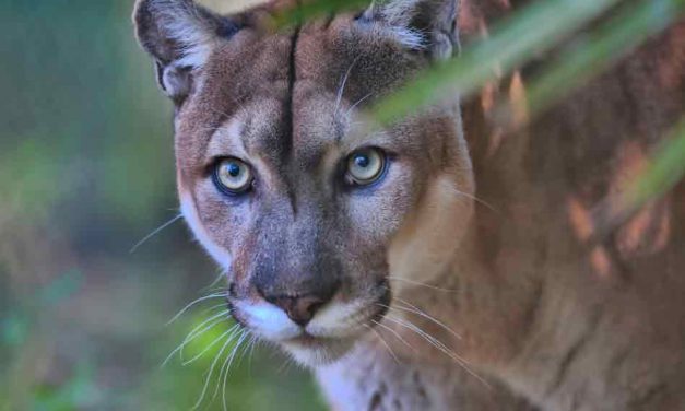 Florida panther dies after being struck by a vehicle, only 230 left