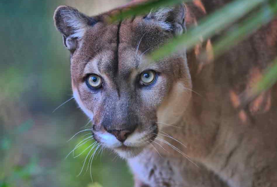 Florida panther dies after being struck by a vehicle, only 230 left