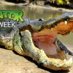 Sixth Annual Gator Week® Celebration Returns to Wild Florida®