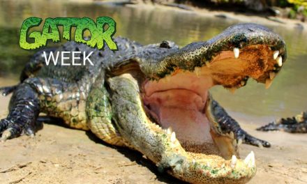 Sixth Annual Gator Week® Celebration Returns to Wild Florida®