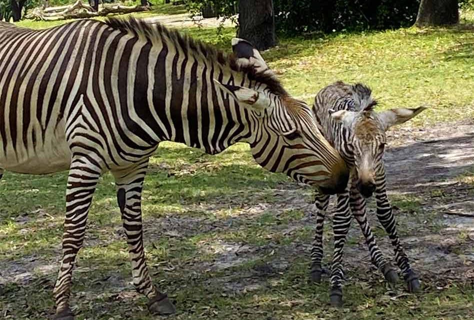 Baby Zebra born at Disney’s Animal Kingdom