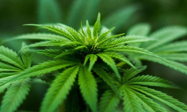 Recreational Marijuana Ballot Proposal Burns Out, Florida Court Says No