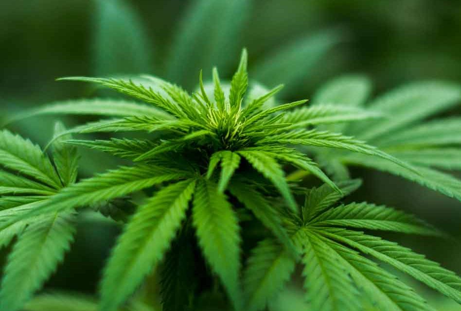 Recreational Marijuana Ballot Proposal Burns Out, Florida Court Says No