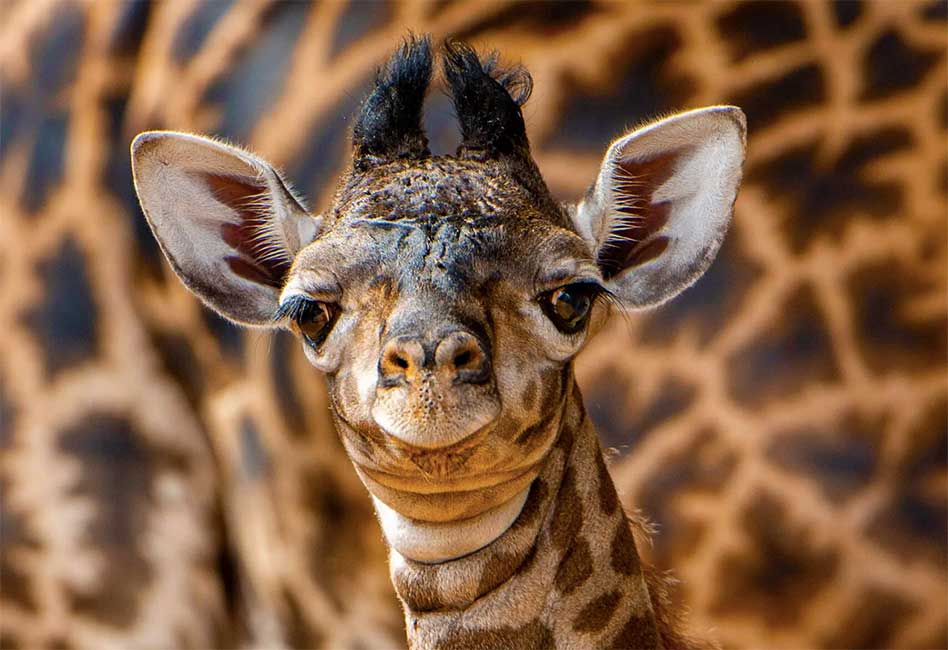 Disney's Animal Kingdom welcomes a beautiful, and tall, baby boy Giraffe  calf