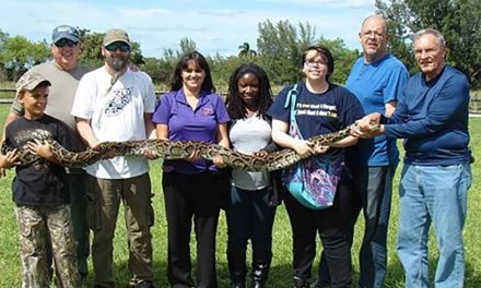 FWC looking for help in controlling wild Burmese pythons in Florida. Are you up to the Challenge?
