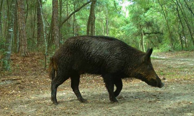 Don’t quit hunting just because it’s summer – try wild hog hunting instead