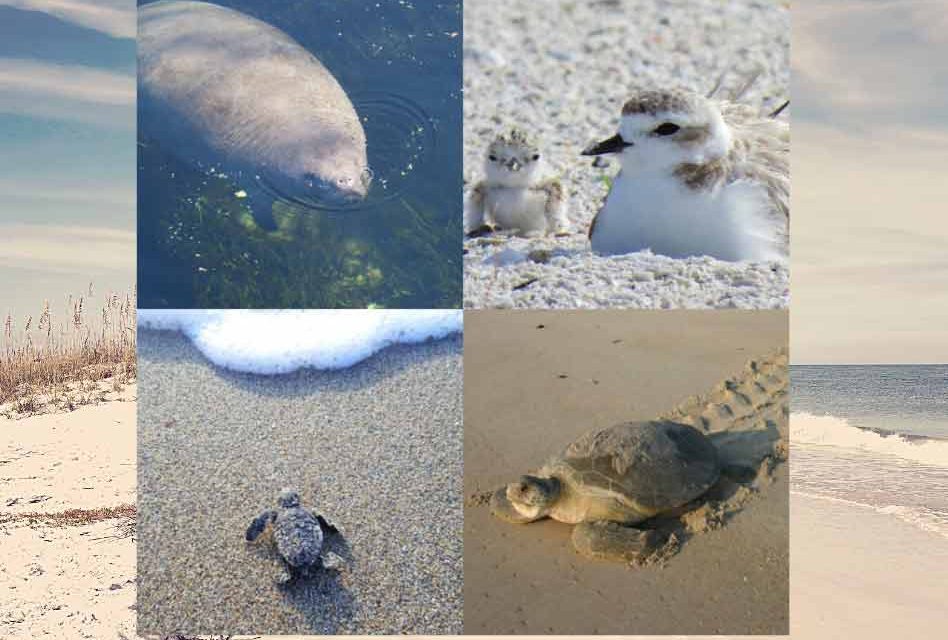 FWC: Celebrate Independence Day the Floridian way with these wildlife-friendly tips