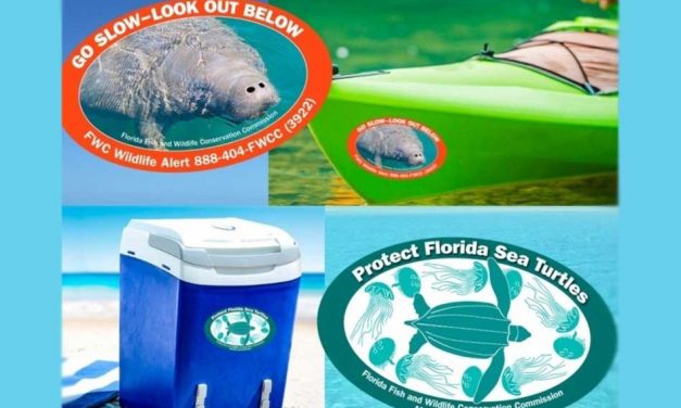 Just released! FWC’s 2021-2022 manatee and sea turtle decals