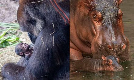 Gorilla and Hippopotamus born just one day apart at Disney’s Animal Kingdom