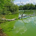 Health Officials Issue Blue-Green Algae Bloom Alert for Lake Marian