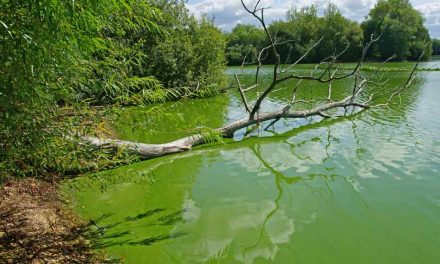 Osceola Health Officials Issue Blue-Green Algae Bloom Alert for Fish Lake in Osceola County
