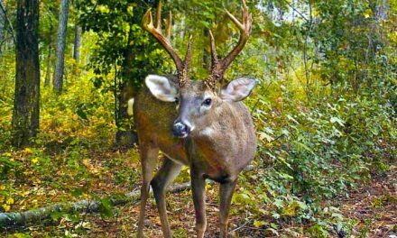 Wondering about the impact of antler point regulations in Florida? Find out now!