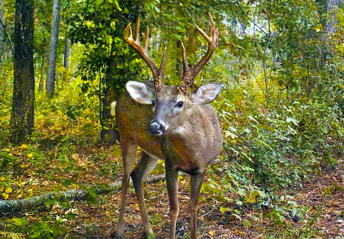 Wondering about the impact of antler point regulations in Florida? Find out now!
