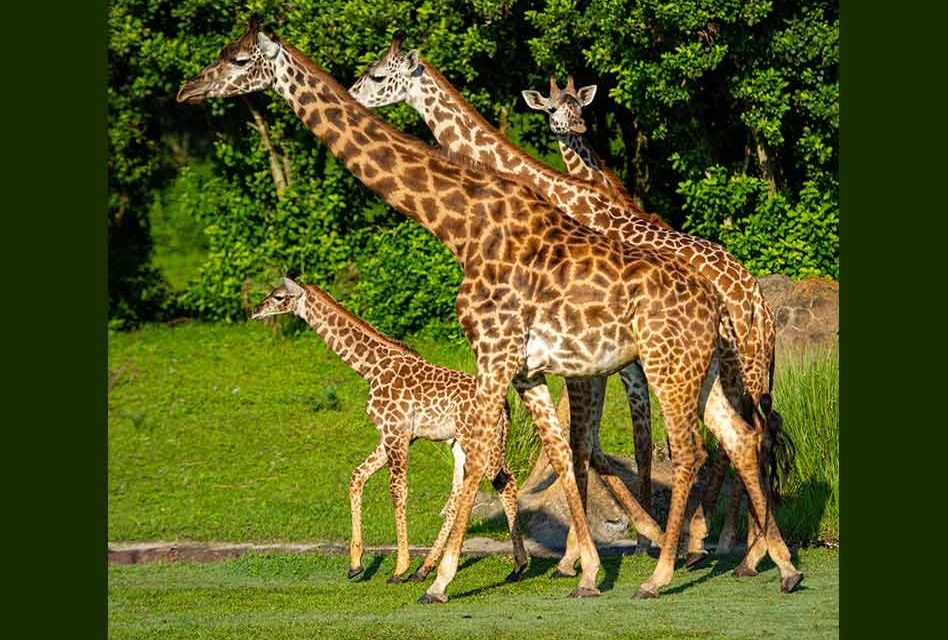 Humphrey the Baby Giraffe Makes Kilimanjaro Safaris Debut at Walt Disney World