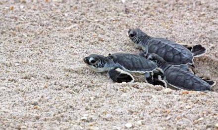 Sea turtles are hatching on Florida beaches; keep them safe with these tips from FWC