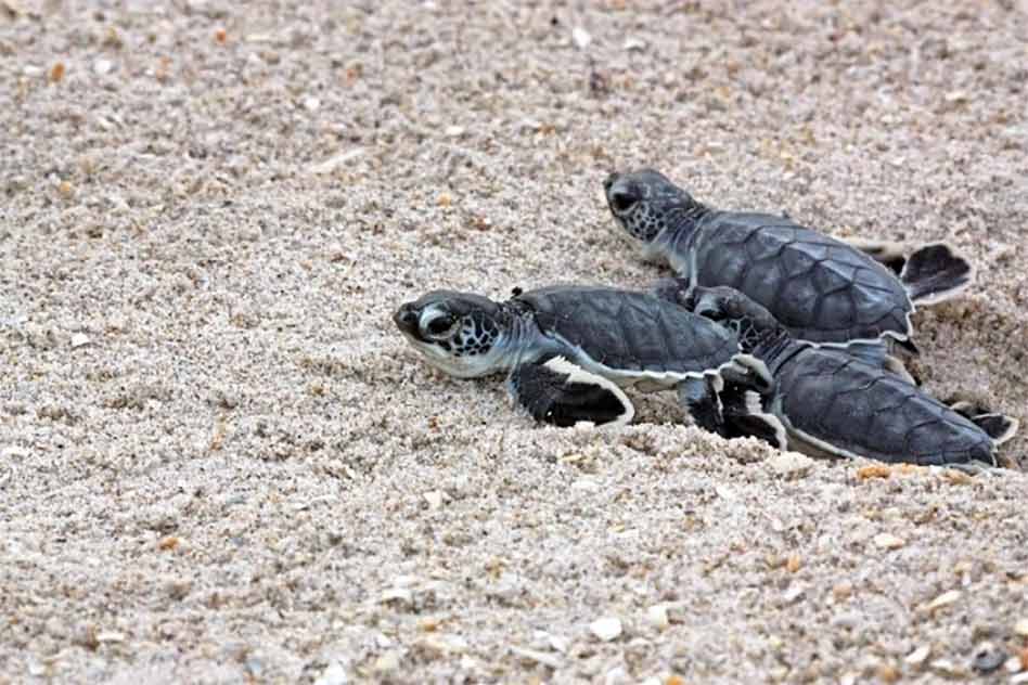 Sea turtles are hatching on Florida beaches; keep them safe with these tips from FWC