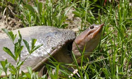 FWC temporarily prohibits take of freshwater softshell turtles and yellow-bellied sliders