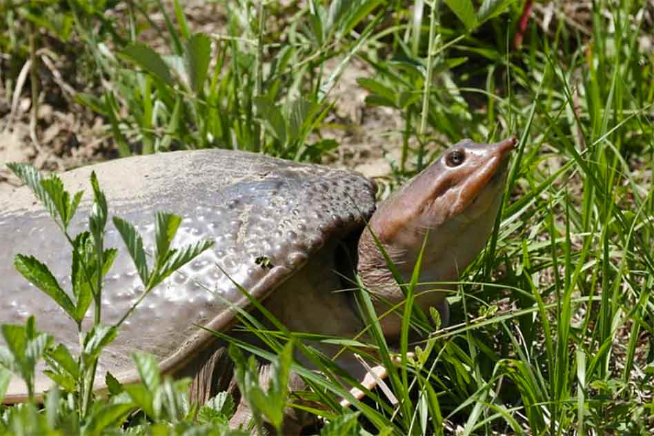 FWC temporarily prohibits take of freshwater softshell turtles and yellow-bellied sliders