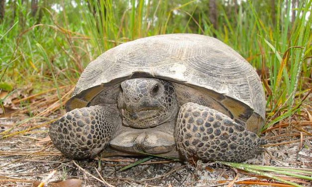 FWC seeks landowners to help with gopher tortoise conservation