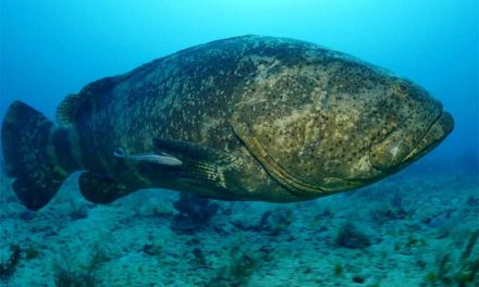 FWC approves a draft proposal for limited, highly regulated harvest of goliath grouper