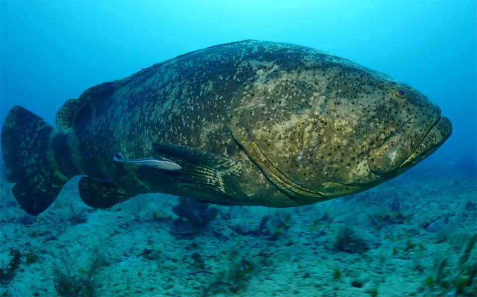 FWC approves a draft proposal for limited, highly regulated harvest of goliath grouper