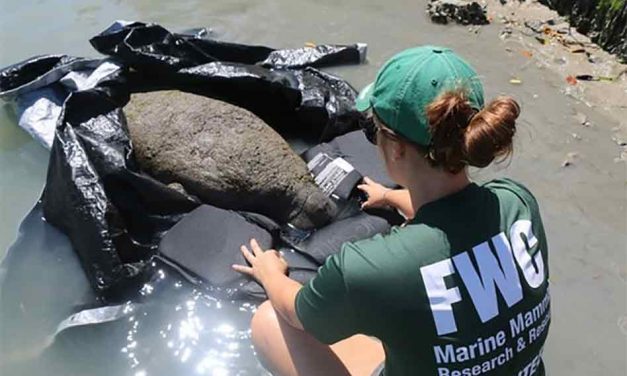 FWC Melbourne Beach Manatee Internship Position Currently Available!