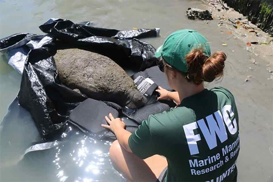 FWC Melbourne Beach Manatee Internship Position Currently Available!