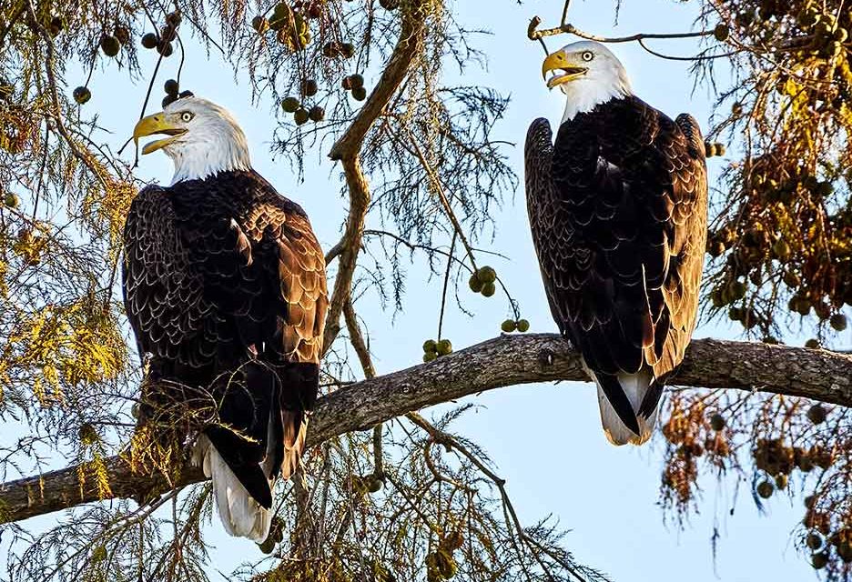 Osceola County is asking the community to help name their pair of Brownie Wise Park Eagles