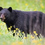 Bear Harvest Permit Applications Open Today, Sept. 12 for Florida’s 2025 Season