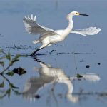 FWC to host open house August 30 to discuss Kissimmee Chain of Lakes Plan