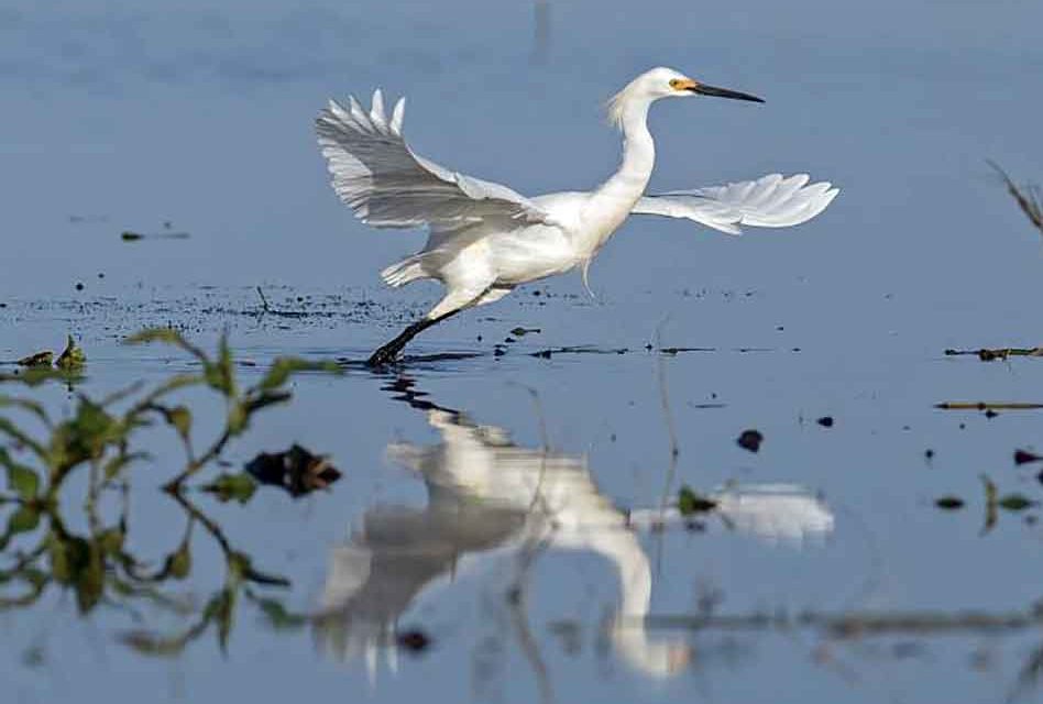 Florida Fish and Wildlife Conservation Commission to Host Kissimmee Chain of Lakes Meeting Wednesday
