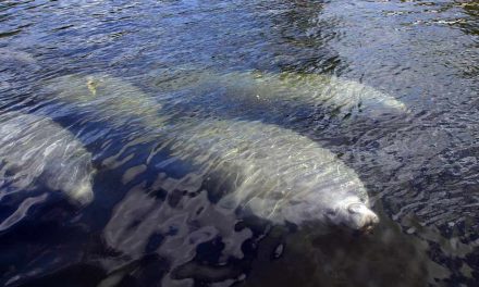 Manatees are on the move, it’s Manatee Awareness month
