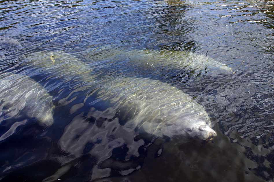 Manatees are on the move, it’s Manatee Awareness month