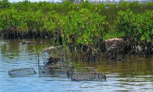 St. Johns River blue crab trap closure starts Jan. 16, FWC says