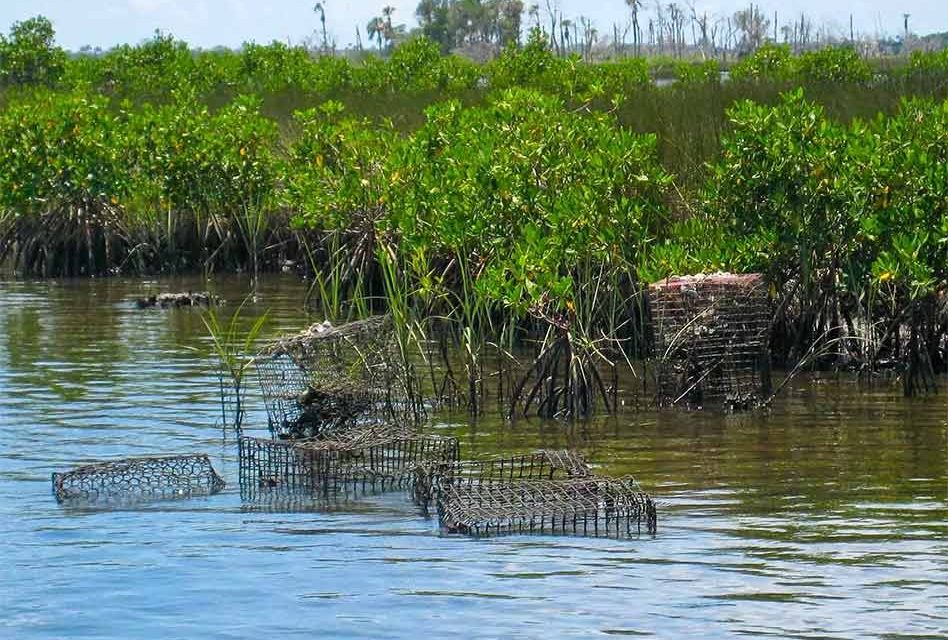 St. Johns River blue crab trap closure starts Jan. 16, FWC says