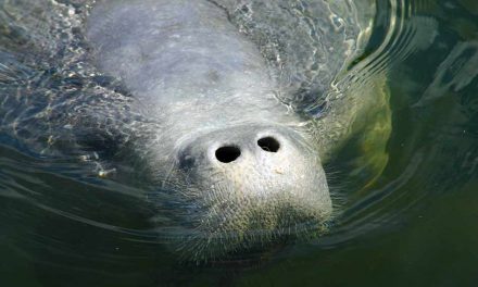 USFWS, FWC, and FPL expand efforts to address Florida manatee mortality event