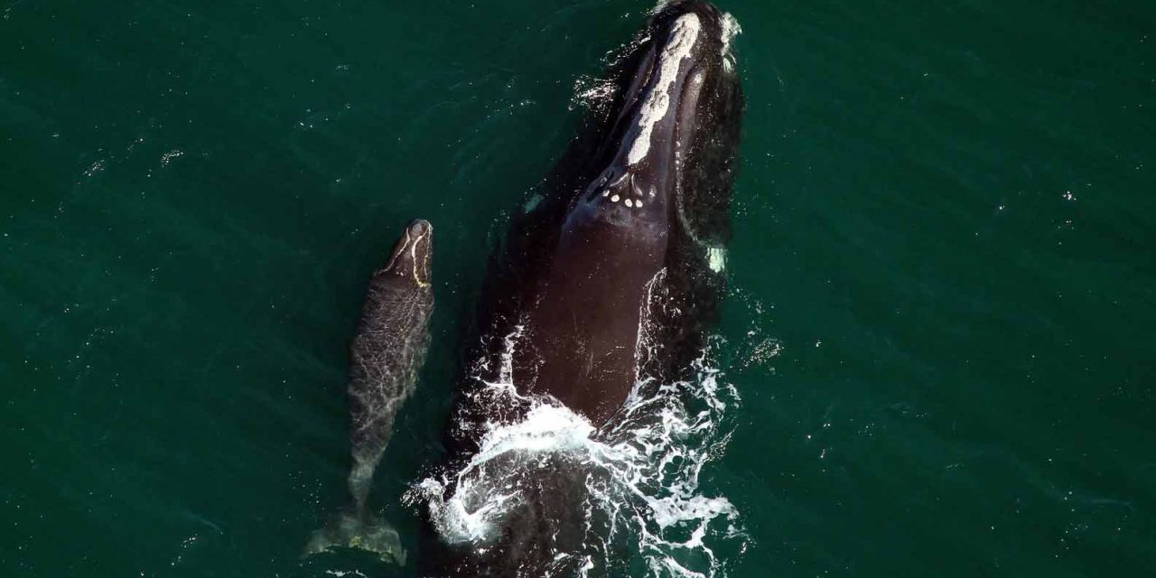 Protect the whales, your boat and crew this right whale calving season