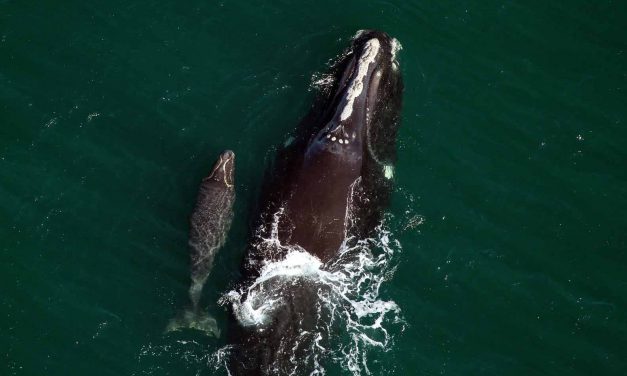 Protect the whales, your boat and crew this right whale calving season