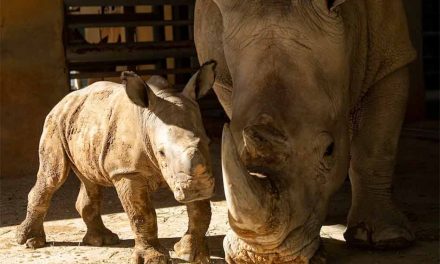 Disney’s Animal Kingdom welcomes new baby white Rhino, 3rd in thirteen months
