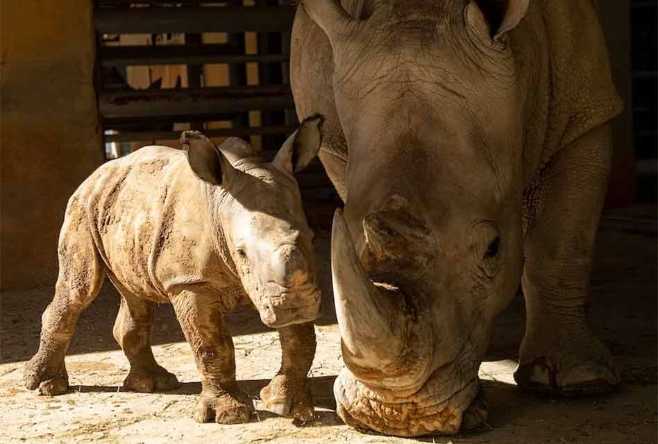 Disney's Animal Kingdom welcomes new baby white Rhino, 3rd in thirteen  months