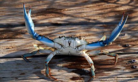 St. Johns River blue crab trap closure ending early, traps permitted back in the water