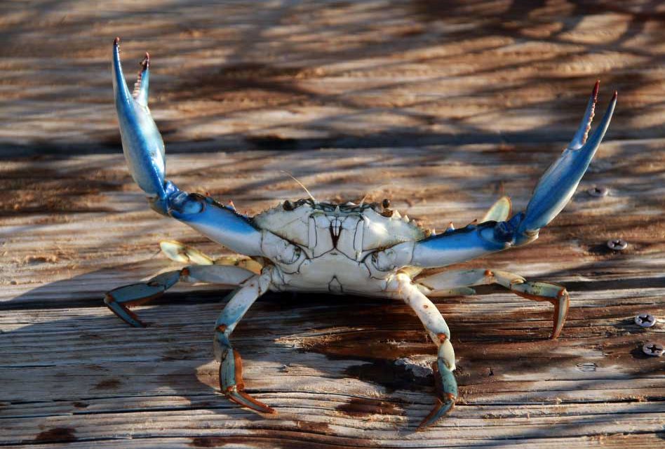 St. Johns River blue crab trap closure ending early, traps permitted back in the water