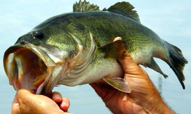 FWC moving towards allowing for the production and sale of largemouth bass