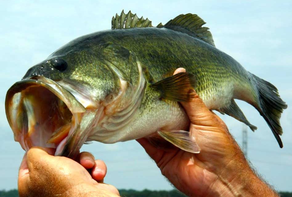 FWC moving towards allowing for the production and sale of largemouth bass